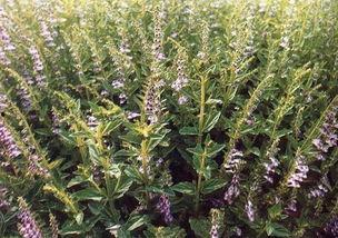 草国产,探寻自然与文化的交融之地